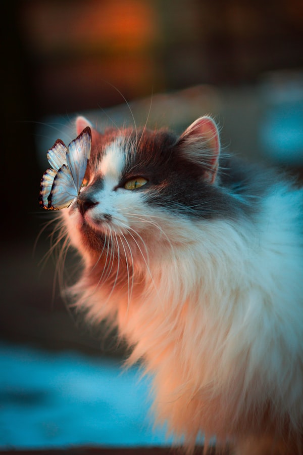 Cat with treats