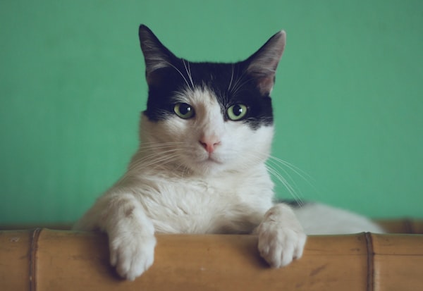 Cat relaxing on couch