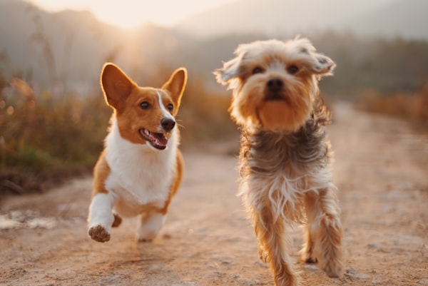 Dogs playing